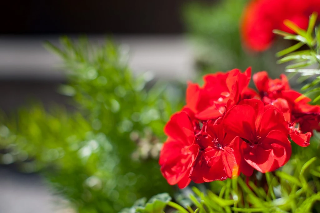 Bright red geraniums