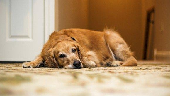 A golden retriever lying on patterned beige carpet