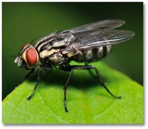 A fly on a leaf