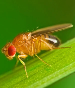 Fruit Fly