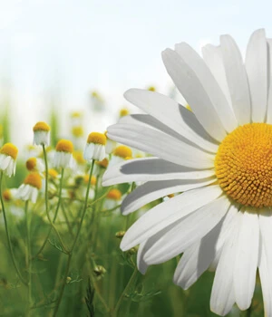 Field of daisies